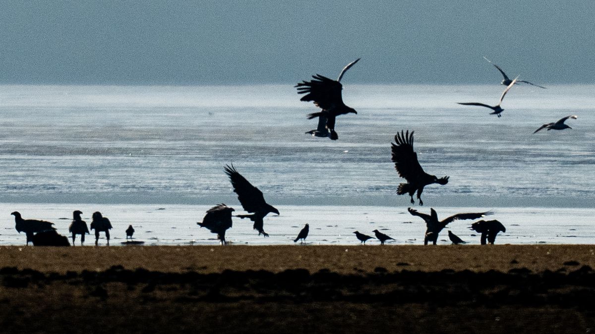 FOTO: Mořští orli hodují na třeboňských rybnících